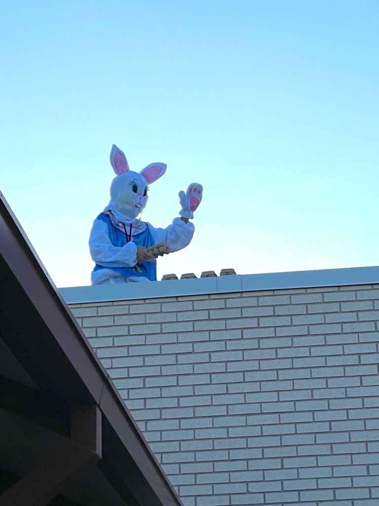 funny bunnies at west